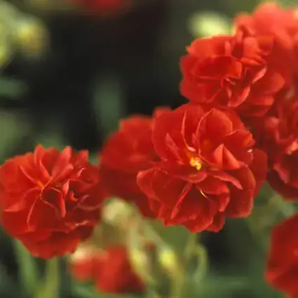 Hoog gewaardeerd | Zonneroosje (Helianthemum ‘Amabile Plenum‘)