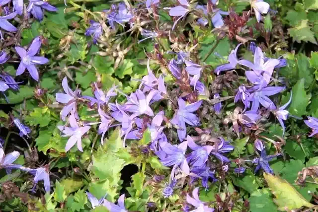 Klokje (Campanula poscharskyana ‘Stella‘) | Nieuw gelanceerd