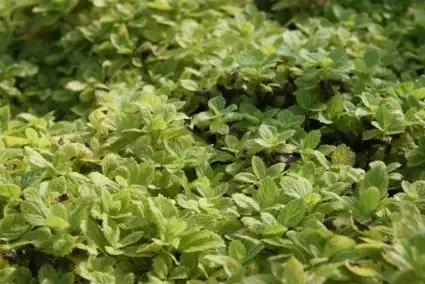 Rechtstreeks van de fabrikant - Klokje (Campanula lactiflora ‘Pouffe‘)