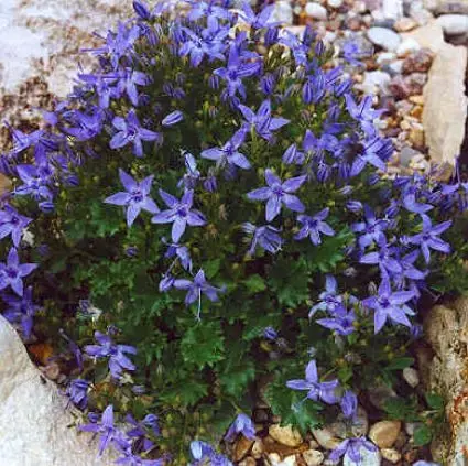 Klokje (Campanula garganica ) - Pak je kans