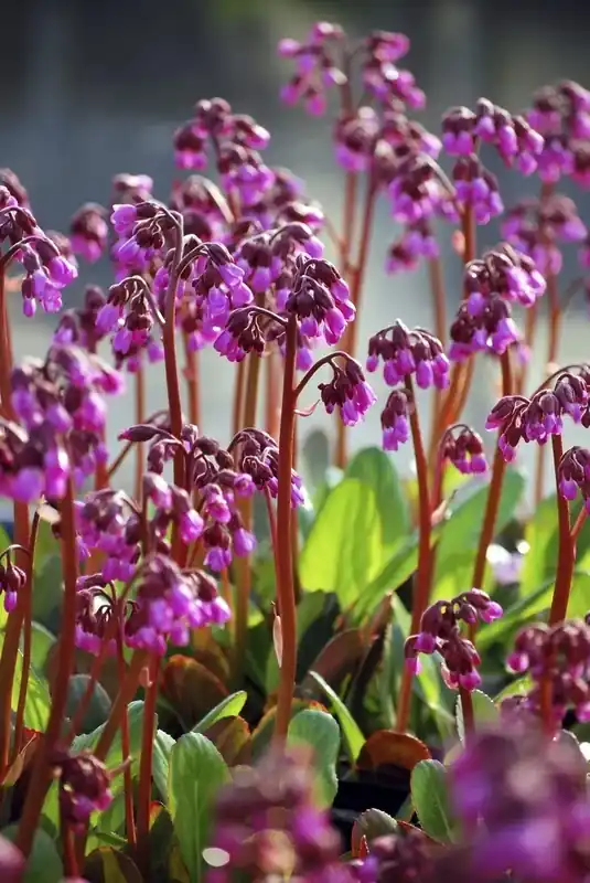 Schoenlappersplant (Bergenia ‘Wintermarchen‘) - Veilig betalen