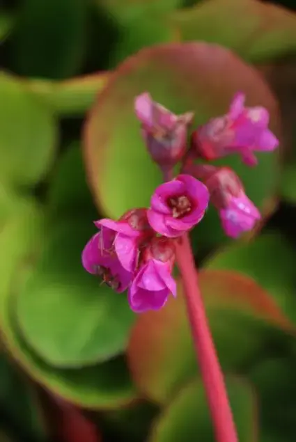 Schoenlappersplant (Bergenia cordifolia ‘Eroica‘) | Fabrieksprijs