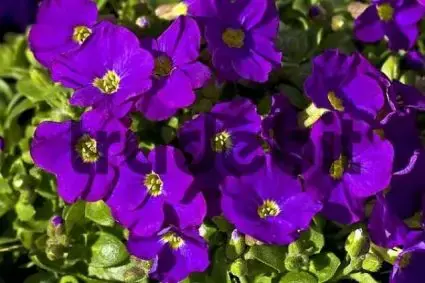 Topprijs | Blauwkussen (Aubrieta ‘Cascade Purple‘)