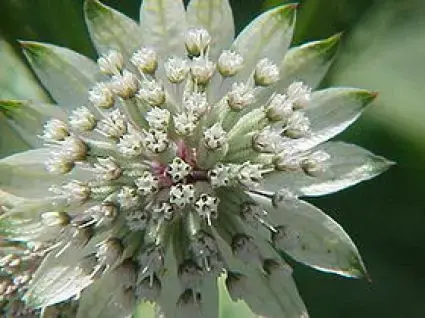 Zeeuws knoopje (Astrantia major ‘Snow Star‘) - Populair bij klanten