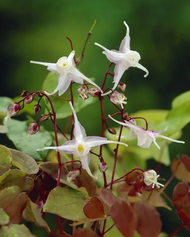 Nog maar enkele beschikbaar | Elfenbloem (Epimedium grandiflorum)