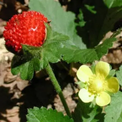 Sieraardbei (Duchesnea indica) | Trending