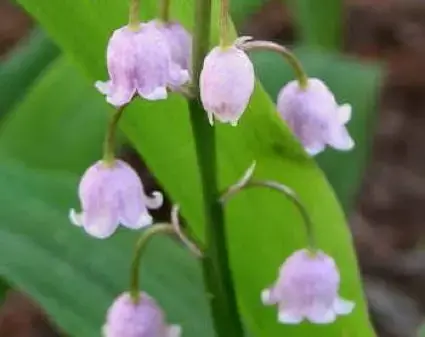 Nieuw in de shop | Lelietje der Dalen (Convallaria majalis ‘Rosea‘)