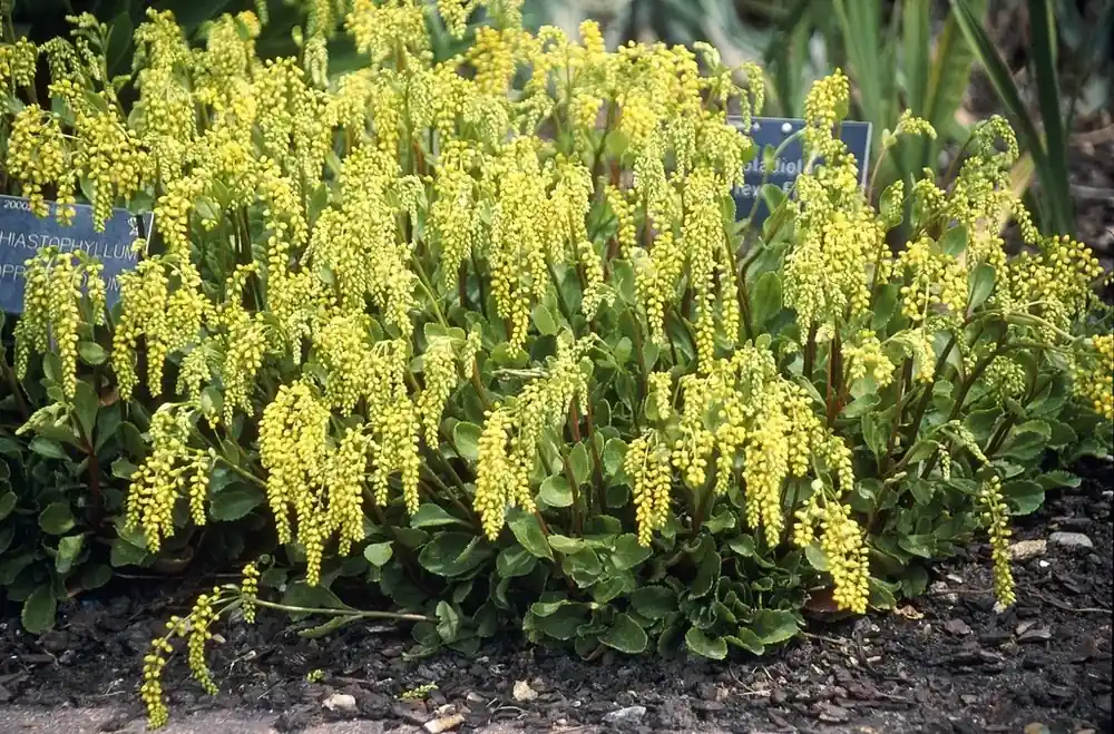Online bestelbaar | Goudkorrel (Chiastophyllum oppositifolium)