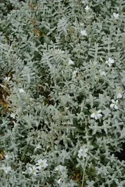 Hoornbloem (Cerastium tomentosum) | Favoriet van klanten