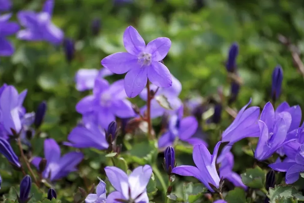 Klokje (Campanula portenschlagiana ‘Resholt Variety‘) - Dagdeal