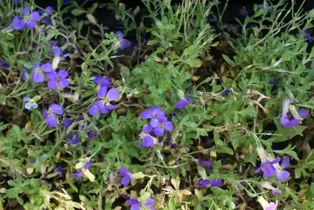 Topdeal - Blauwkussen (Aubrieta ‘Hamburger Stadtpark‘)