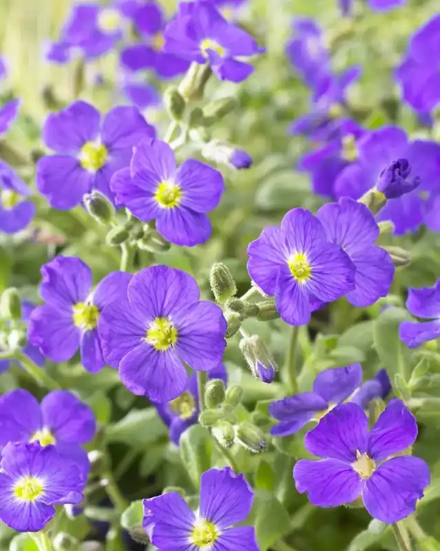 Blauwkussen (Aubrieta ‘Cascade Blue‘) - Aanbieding