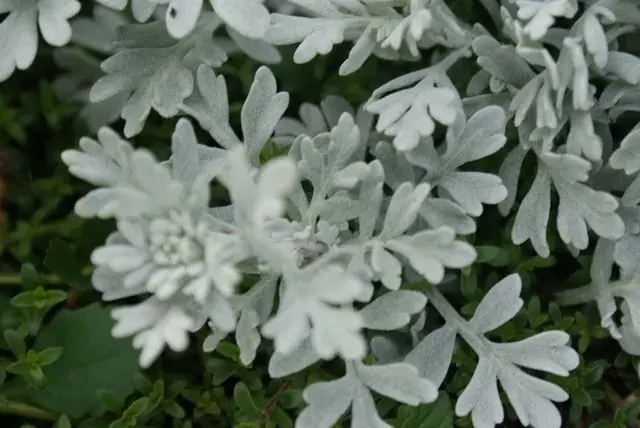 Hoge kwaliteit - Bijvoet (Artemisia stelleriana ‘Boughton Silver‘)