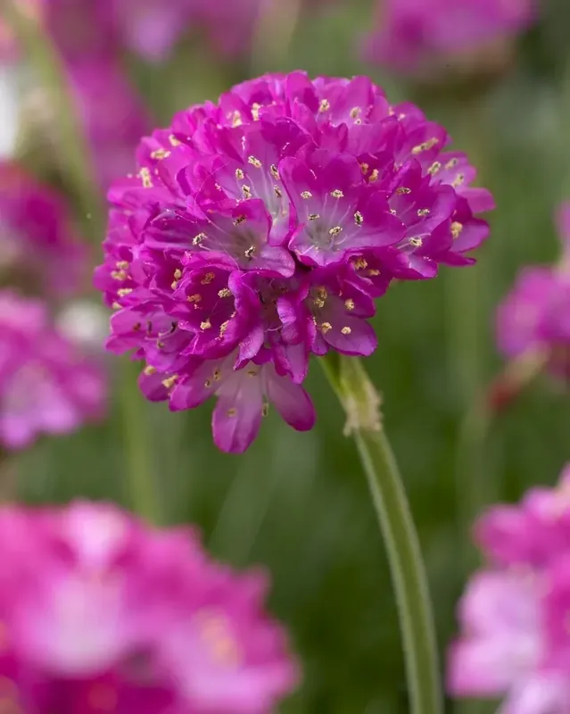 Tijdelijk aanbod | Engels gras (Armeria maritima ‘Splendens‘)