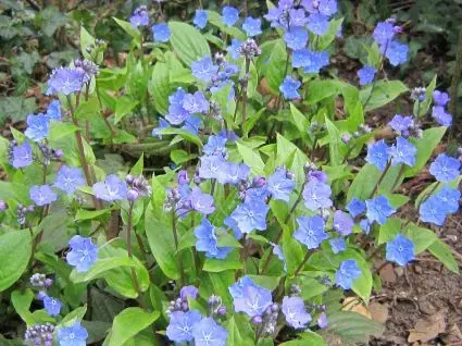 Amerikaans vergeet-mij-nietje (Omphalodes cappadocica ‘Cherry Ingram‘) - Extra korting