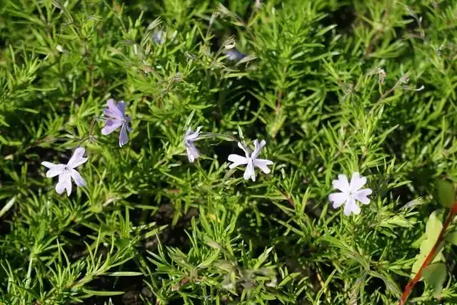 Speciale deal - Kruipphlox (Phlox subulata ‘Emerald Cushion Blue‘)