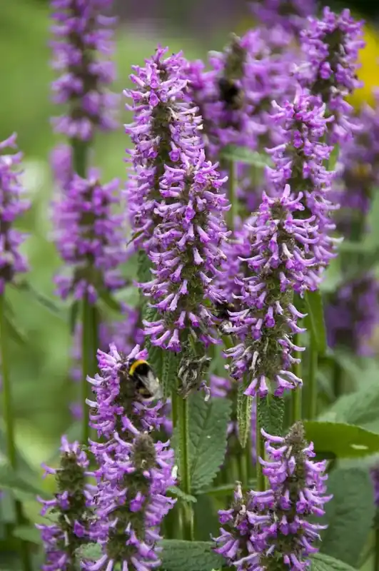 Andoorn (Stachys monieri ‘Hummelo‘) - Direct beschikbaar