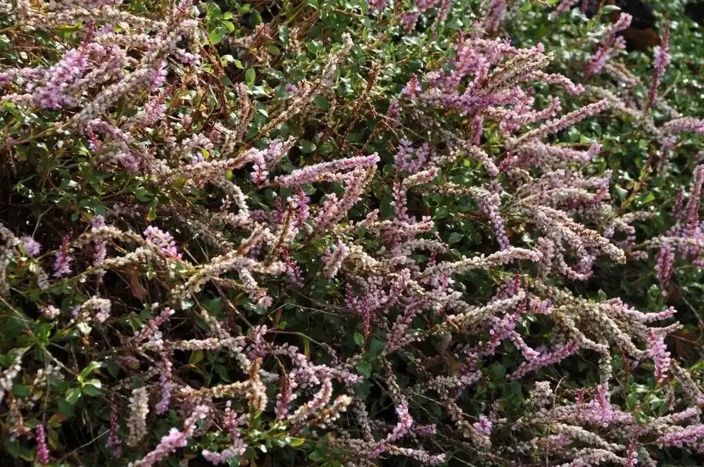 Duizendknoop (Persicaria vacciniifolia) - Snelle levering