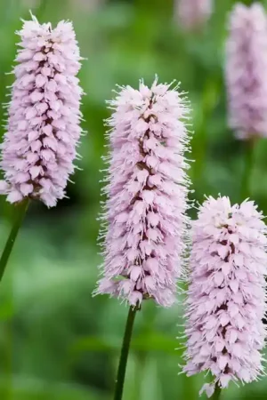 Adderwortel (Persicaria bistorta) | Bestseller