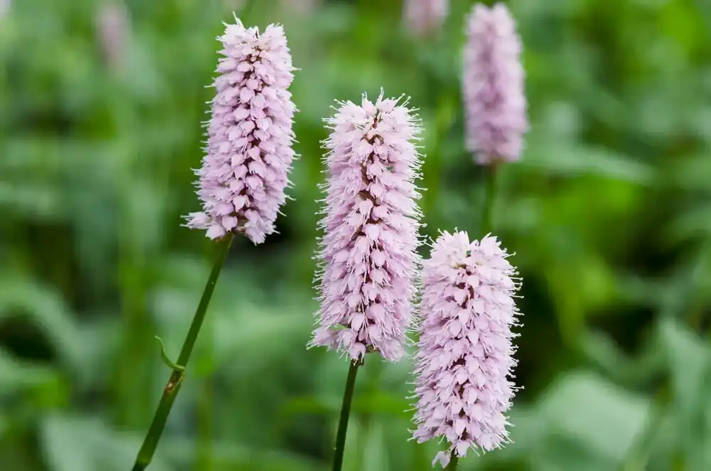 Adderwortel (Persicaria bistorta) | Bestseller