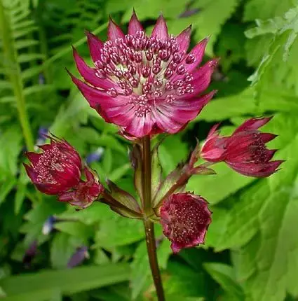 Zeeuws knoopje (Astrantia major ‘Ruby Wedding‘) | Nog maar een paar beschikbaar