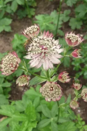 Zeeuws Knoopje (Astrantia ‘Buckland‘) - Topprijs