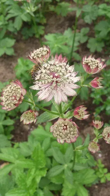 Zeeuws Knoopje (Astrantia ‘Buckland‘) - Topprijs