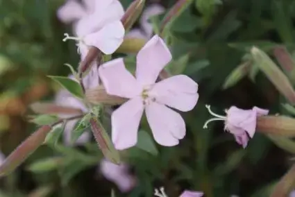 Zeepkruid (Saponaria lempergii ‘Max Frei‘) - Direct leverbaar