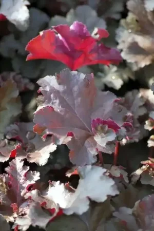 Aanbieding loopt bijna af - Purperklokje (Heuchera ‘Chocolate Ruffles‘)