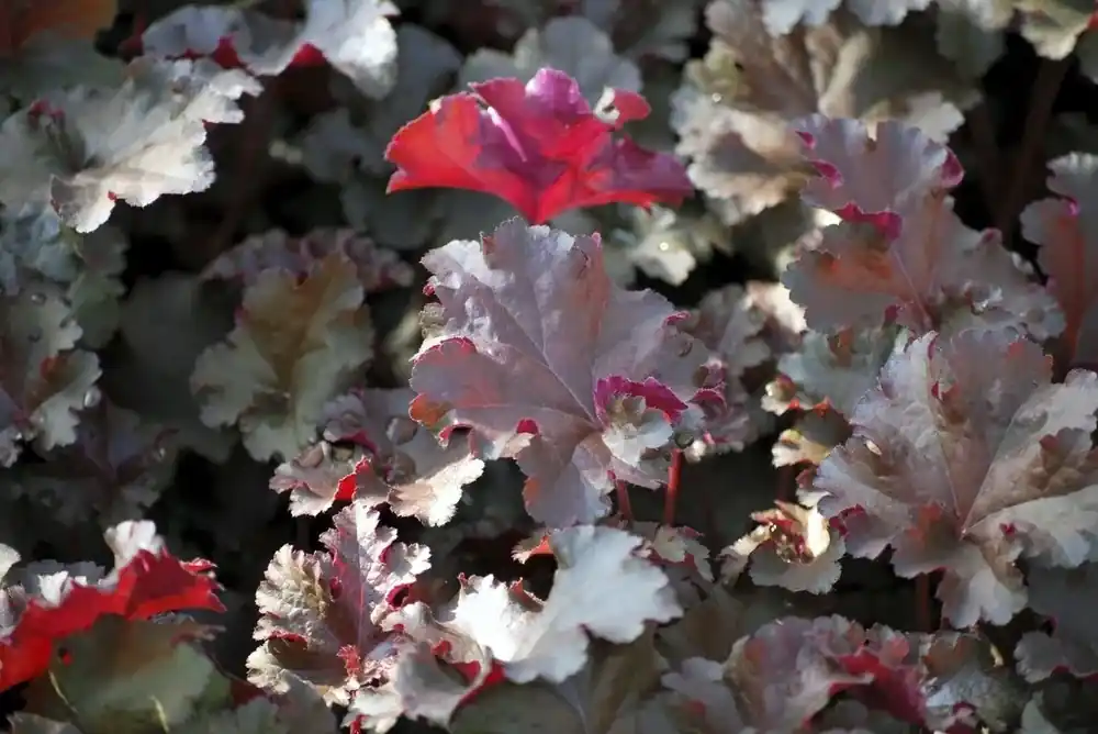 Aanbieding loopt bijna af - Purperklokje (Heuchera ‘Chocolate Ruffles‘)