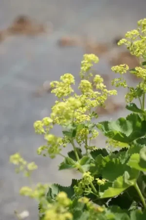 Vrouwenmantel (Alchemilla vulgaris) - Zojuist toegevoegd
