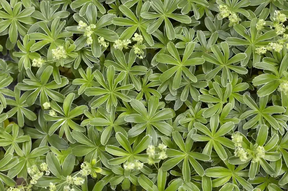 Topproduct - Vrouwenmantel (Alchemilla alpina)