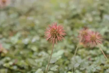 Dagdeal - Stekelnootje (Acaena microphylla)