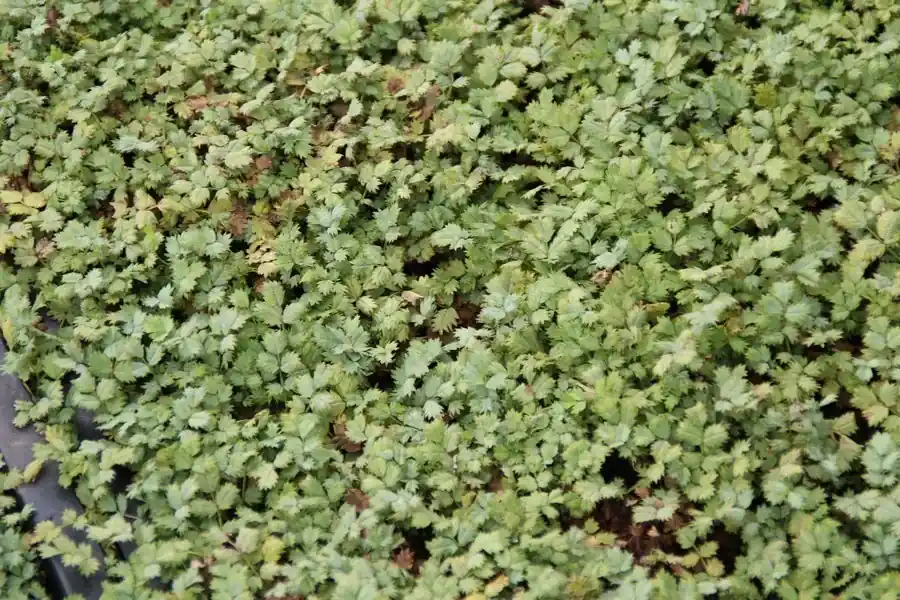 Stekelnootje (Acaena magellanica) | Direct bestellen
