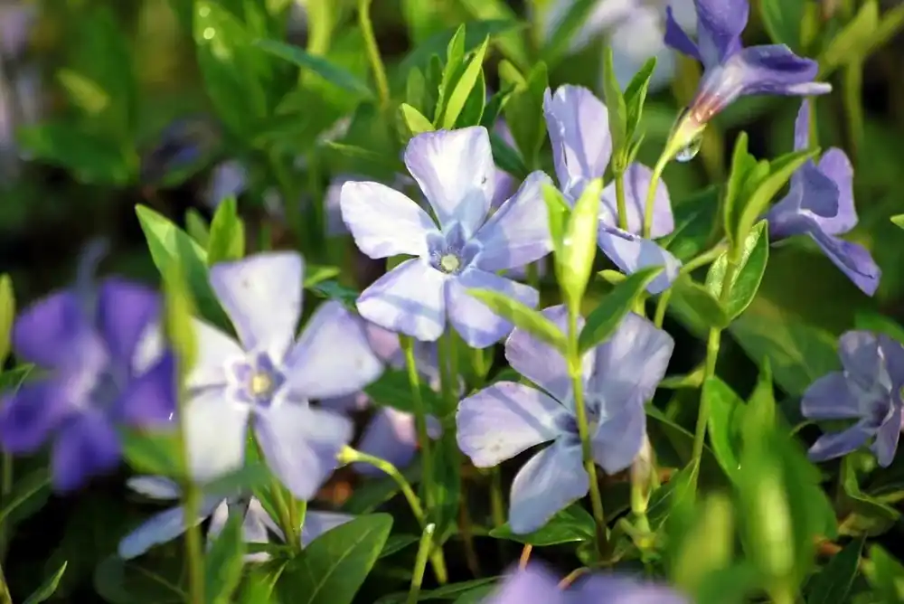 Deal | Maagdenpalm (Vinca minor ‘La Grave‘ )