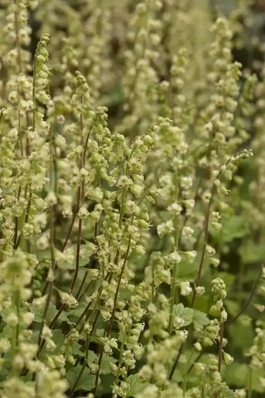 Scherpe prijs | Mijterloof (Tellima grandiflora ‘Rubra‘)