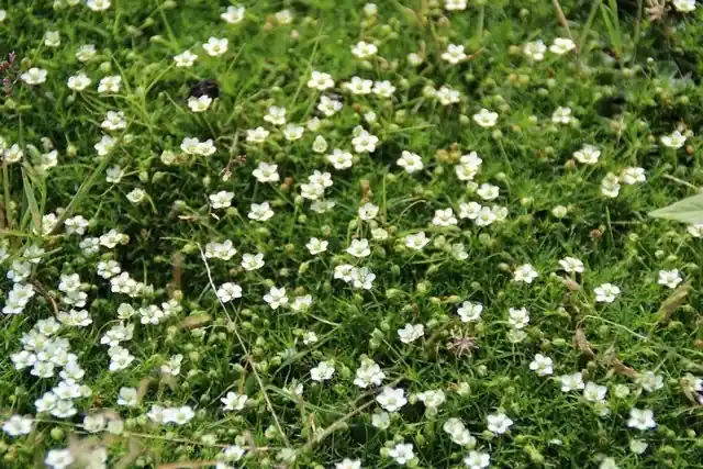 Vetmuur kopen? Sagina subulata - Bodembedekker | Direct beschikbaar