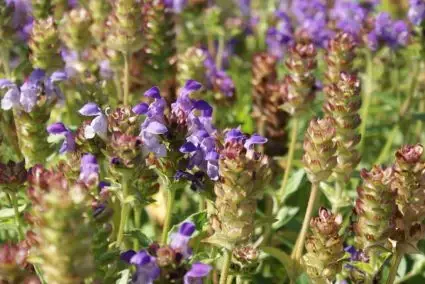 Koopje | Brunella/brunel/bijenkorfje (Prunella grandiflora)