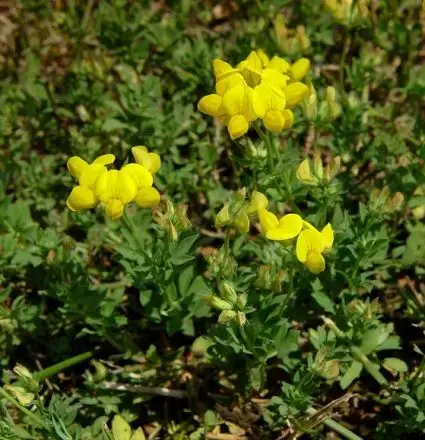 Voordelig | Rolklaver (Lotus corniculatus)