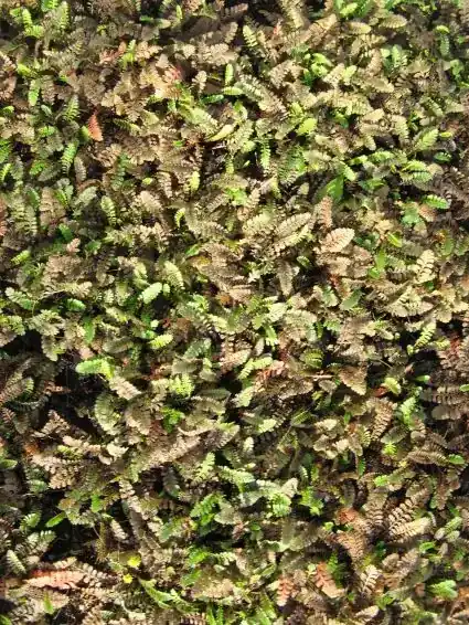 Koperknoopje (Leptinella potentillina) | Meest verkocht