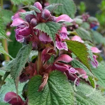 Dovenetel (Lamium orvala) | Nieuw gelanceerd