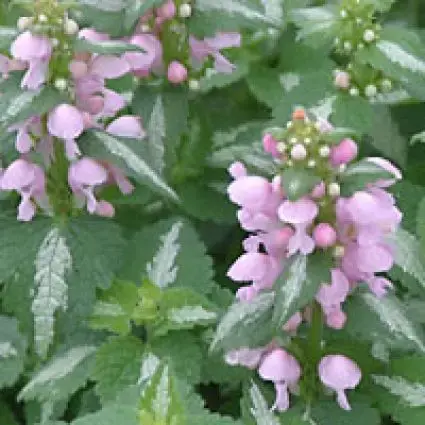 Dovenetel (Lamium maculatum ‘Shell Pink‘) - Koop vandaag