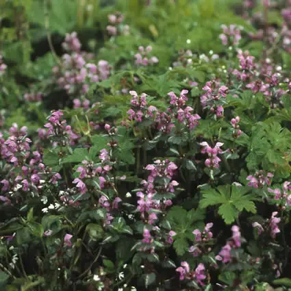 Populair - Dovenetel (Lamium maculatum ‘Roseum‘)