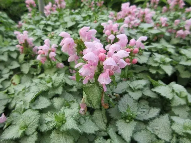 Dagdeal | Dovenetel (Lamium maculatum ‘Pink Pewter‘)