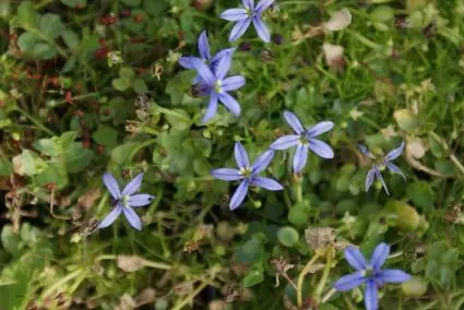 Houstonia caerulea ‘Millard‘s Variety‘ | Veel gekozen
