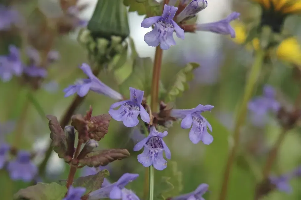 Klantfavoriet | Hondsdraf (Glechoma hederacea)