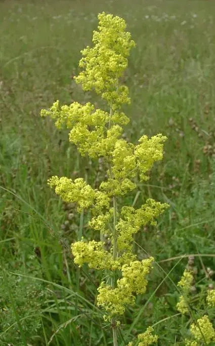 Veilig betalen - Walstro (Galium verum)