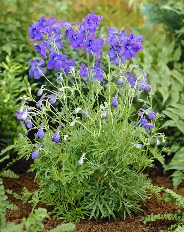 Ridderspoor (Delphinium grandiflorum ‘BlueButterfly‘) | Direct bestellen