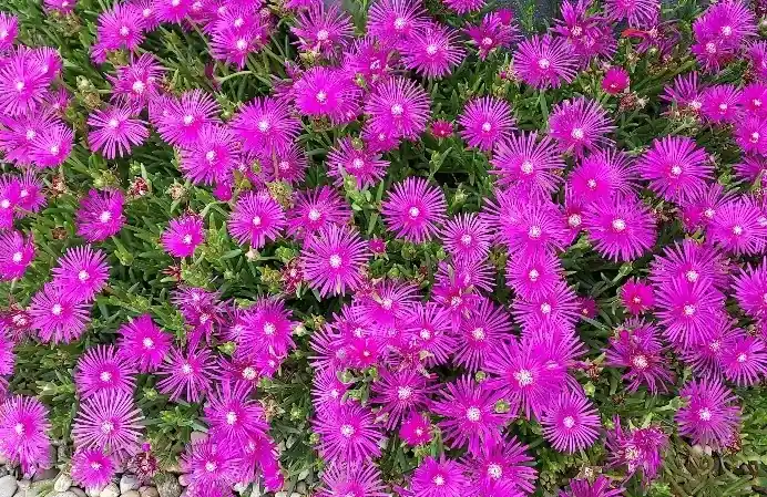IJsbloem (Delosperma cooperi) - Nieuwe release