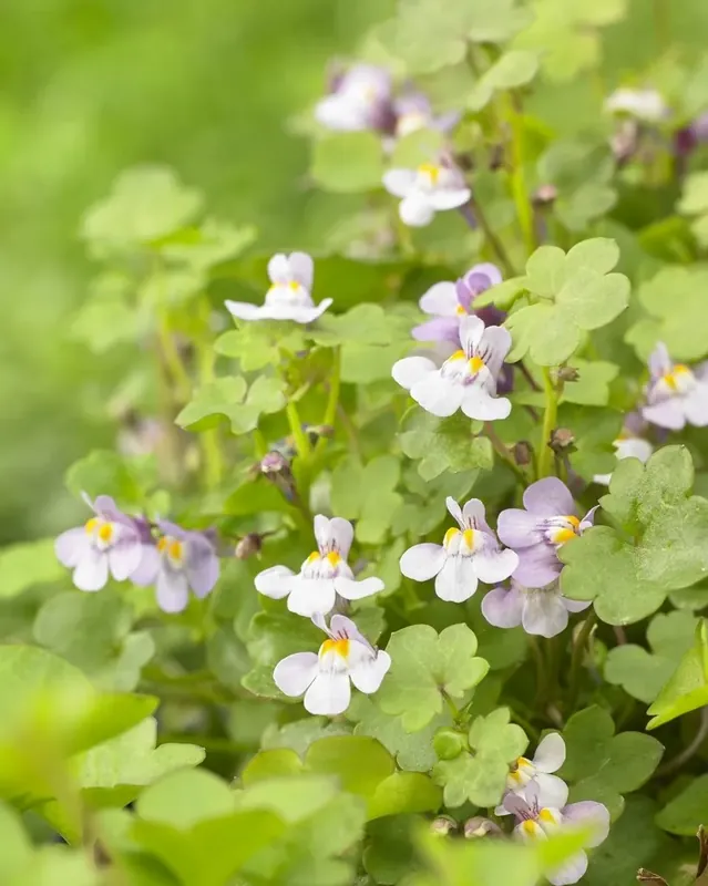 Muurleeuwebek (Cymbalaria muralis) - Lage prijs